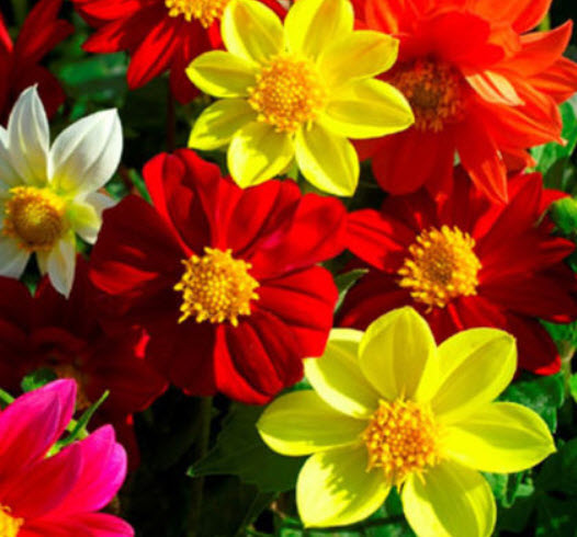 ดาห์เลีย (Dahlia - Mingnon) คละ / 130 เม็ด (UK)