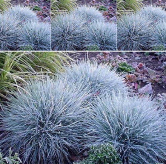 หญ้าฟาง (Fescue) สีฟ้าอ่อน / 300 เม็ด (UK)