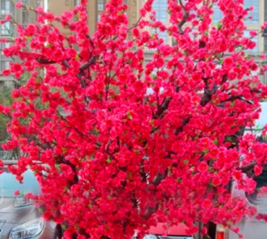 ซากูระ (Sakura tree) แดง / 5 เม็ด