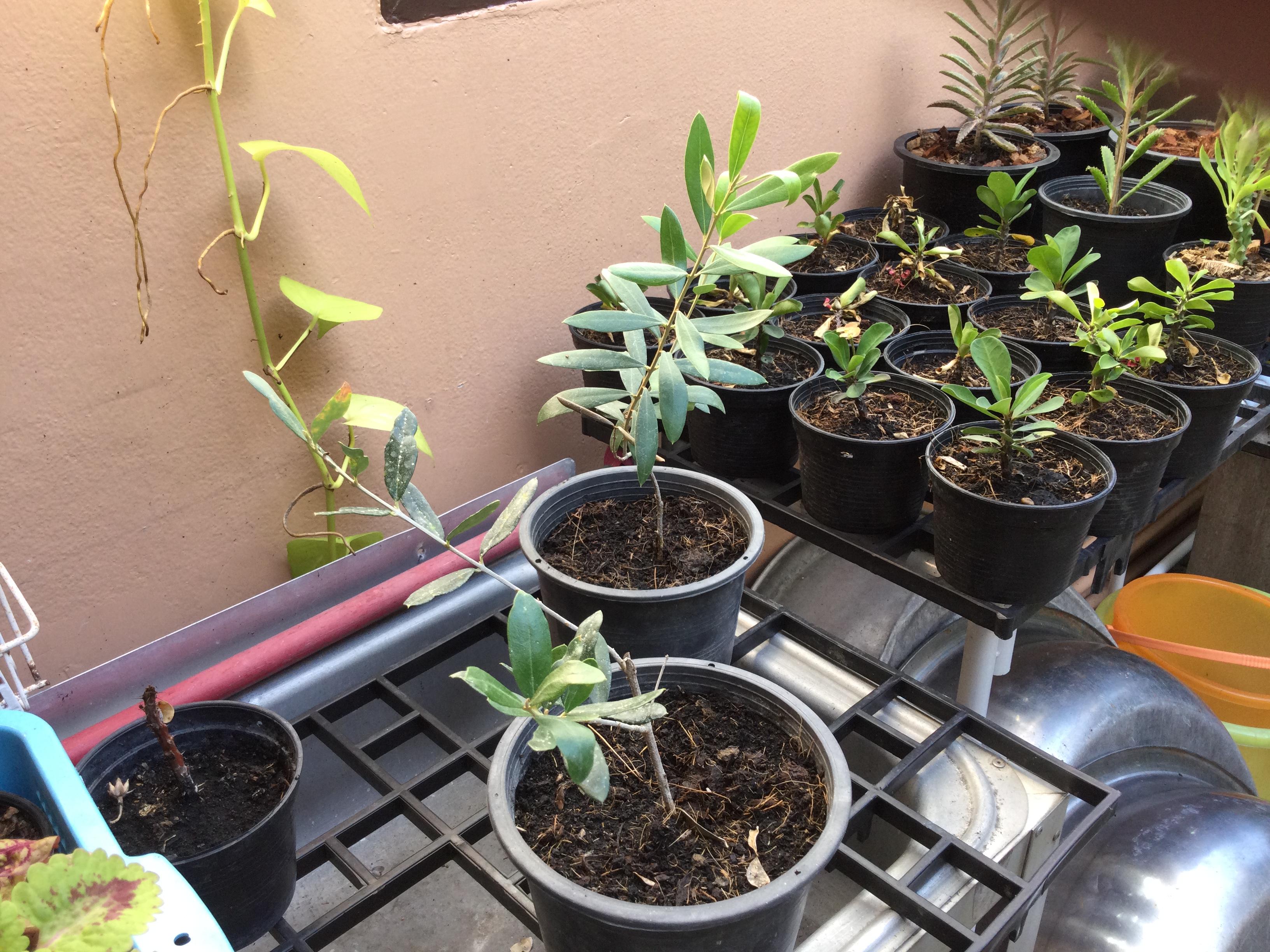 ต้นมะกอกโอลีฟ (Olea europaea) สูง 20-30 ซ.ม. / ต้น