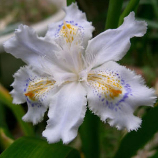 แจแปนีส ไอริส (Japanese Iris) สีขาว / 10 เม็ด