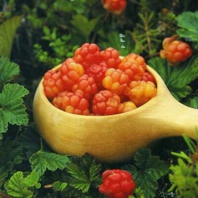 คลาวด์เบอรี่ (Cloudberry) / 10 เม็ด (นอก)