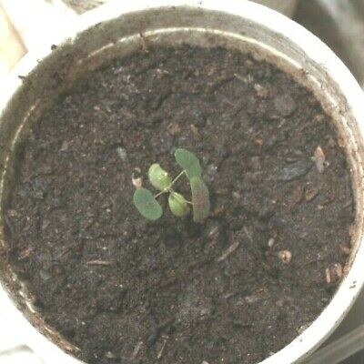 ปีกแมลงปอแดง (Christia Vespertilionis) / 5 เม็ด (France) ** Pre-order**