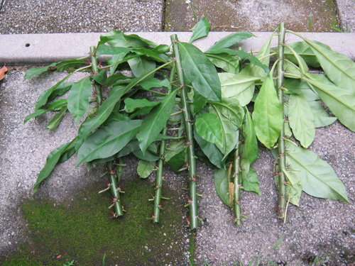 กิ่งกุหลาบพุกาม ตัดสด ยาว 15-20 ซ.ม./ มัดละ 5 ท่อน