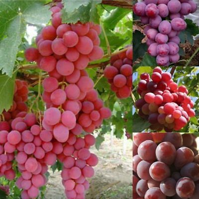 องุ่น เรด โกลบ (Red Globe Grape) / 25 เม็ด (นอก)