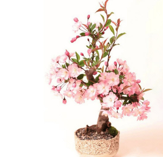 บอนไซซากุระ (Sakura bonsai) สีชมพู / 10 เม็ด (นอก)