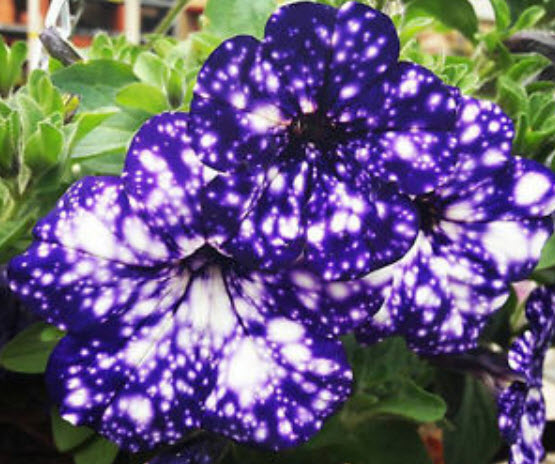 พิทูเนีย บลู สกาย (Blue Sky Petunia) สีน้ำเงิน-ม่วงด่าง / 200 เม็ด (หายาก)