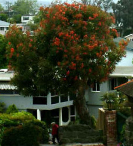 ยูคาลิปตัสแดง (Red Eucalyptus) / 25 เม็ด (Portugal)