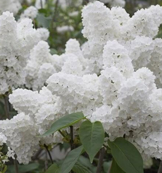 ไลแลค ญี่ปุ่น (Japanese Lilac) สีขาว / 50 เม็ด (นอก)