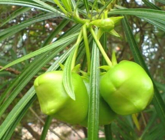 ยี่โถฝรั่ง หรือรำเพย (Yellow Oleander) / 2 เม็ด (Malta)
