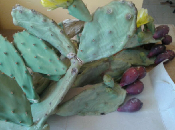กระบองเพชรทานผล (สายพันธุ์ Opuntia) แดง / 10 เม็ด (Cyprus)
