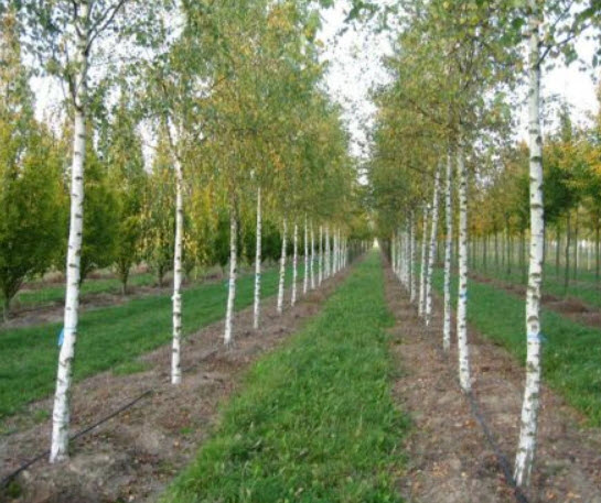 ไวท์เบิร์ช หรือซิลเวอร์ เบิร์ช (White Birch) / 100 เม็ด (Australia)