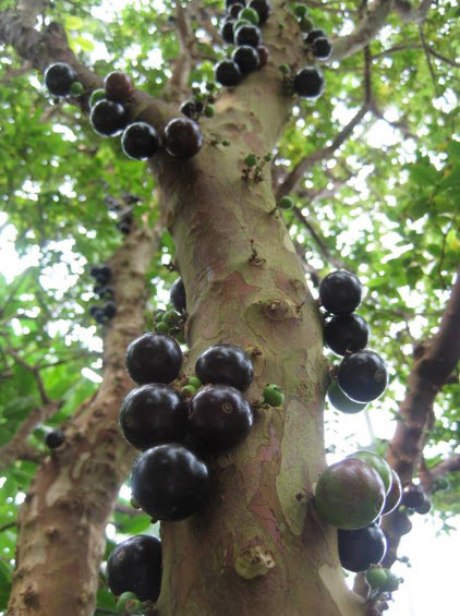 ต้นองุ่นบราซิล ฌาบูติกาบา jabuticaba องุ่นต้น สูง 40-60 ซ.ม.