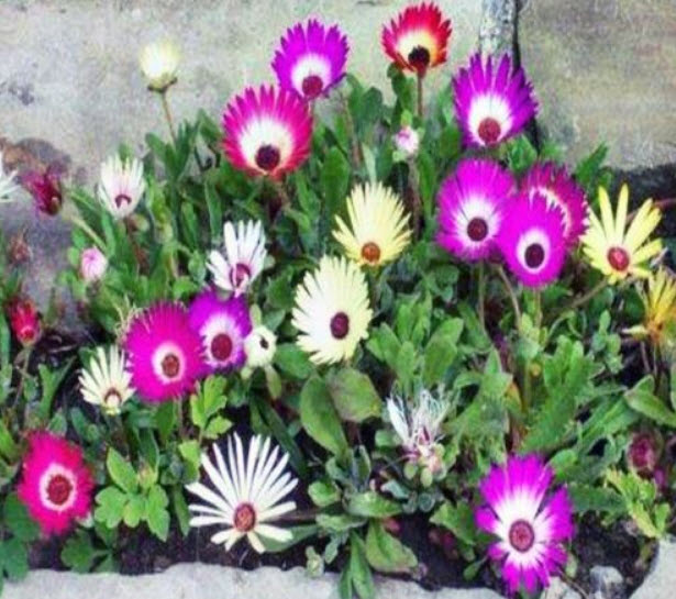 ไอซ์ แพล้นท์ (Ice Plant) คละ / 100 เม็ด (Australia)