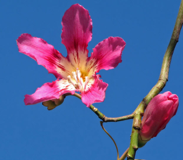 ต้นงิ้วชมพู เสียบยอด สูง 15-30 ซ.ม.