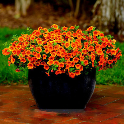 คาลิบราโคว์ - คาบลูม เครฟ (Calibrachoa - Kabloom Crave) สีส้ม / 200 เม็ด
