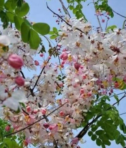 คูนสายรุ้ง ราชพฤกษ์ (Rainbow shower tree) / 20 เม็ด