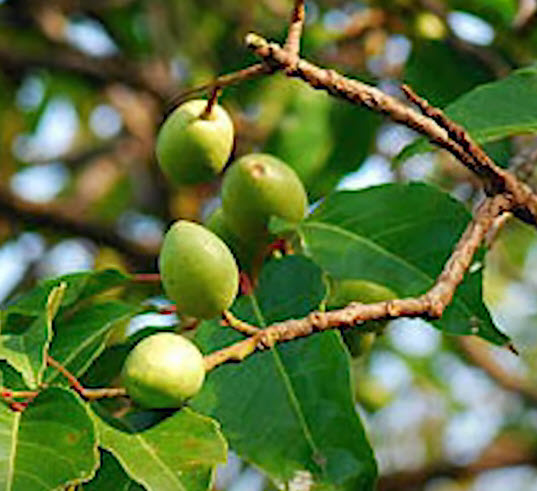 มะกอกซีลอน มะกอกศรีลังกา ซีลอนโอลีฟ (Ceylon Olive) / 5 เม็ด (Sri Lanka)*