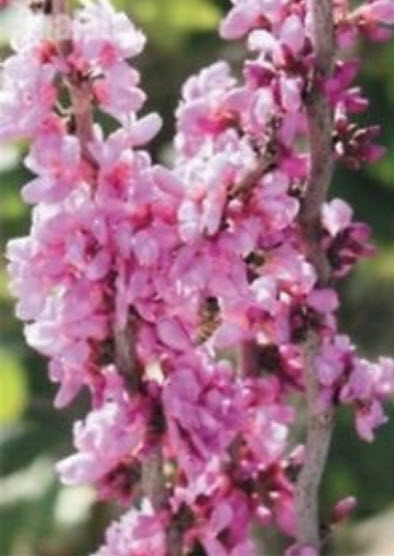 เรดบัด หรือหงษ์ฟู่ (Redbud / Cercis Chinensis) / 25 เม็ด (นอก)