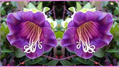 แคทเธอดรัล เบลล์ (Cathedral Bells) สีม่วง+ขาว / รวม 4 เม็ด (Ukraine)