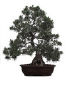 สนดำญี่ปุ่น (Japanese Black Pine / Pinus Thunbergii) / 10 เม็ด (UK)*