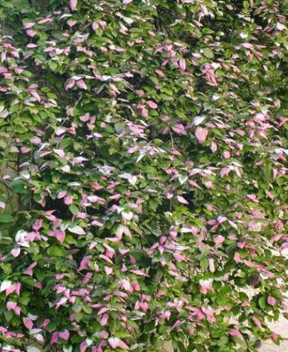 โคโลมิคต้า (Kolomikta) / 20 เม็ด (UK)*