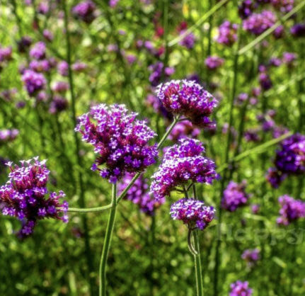เวอร์บีน่าม่วง (Purpletop Vervain) / 1,000 เม็ด (UK)*
