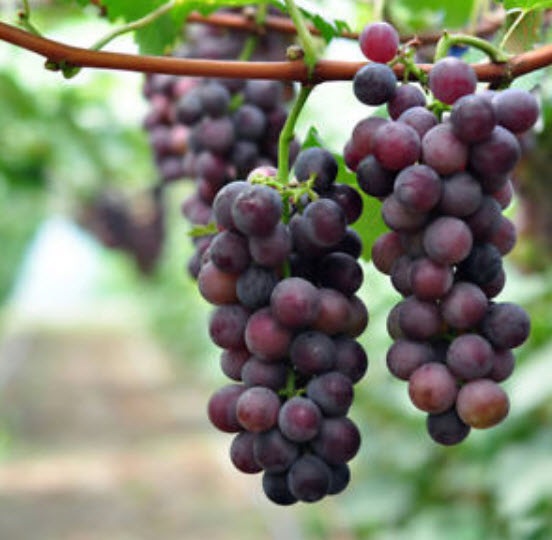 องุ่น ลูกกลม คละสี (S019) / 50 เม็ด (นอก)