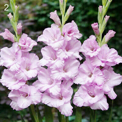 แกลดิโอลัส (Gladiolus) สีชมพูอ่อน ดอกใหญ่ / 100 เม็ด
