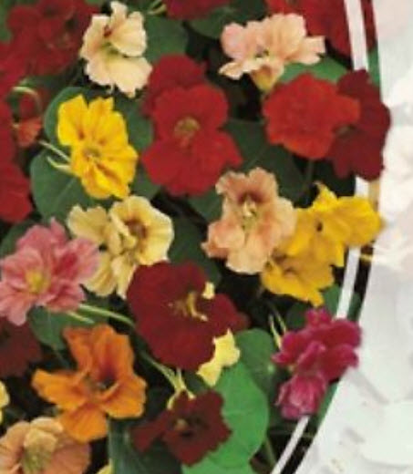 แนสเตอเตียม (Nasturtium) ซ้อน คละสี / 10 เม็ด (Ukraine)