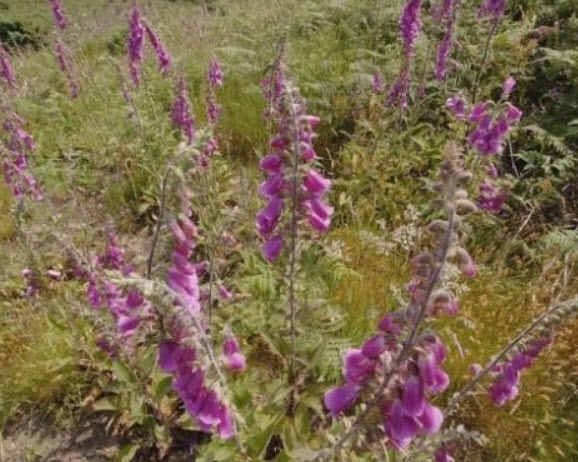 ดิจิทาลิส (Digitalis / Foxglove) / 20,000 เม็ด (UK)