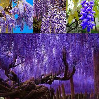 วิสทีเรียต้น (Wisteria tree) คละโทนสีฟ้า-น้ำเงิน / 5 เม็ด