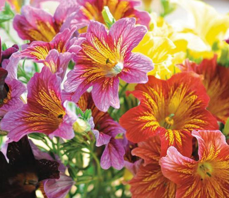 ซาลพิกลอสซิส (Salpiglossis sinuata /Painted Tongue) คละ / 200 เม็ด (นอก)