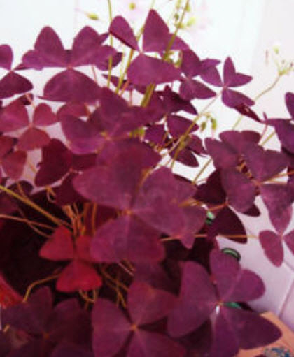 ผีเสื้อราตรี/ปีกผีเสื้อ (Oxalis) / ซอง 2 เม็ด (หายาก)