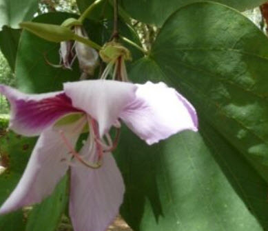เสี้ยวดอกขาว สีชมพู / 10 เม็ด (Sri Lanka)