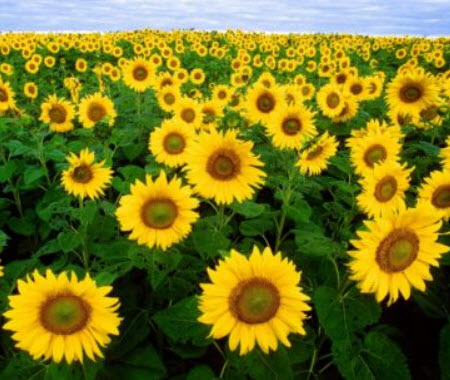 ทานตะวันแคระ (Dwarf Sunflower) สีเหลืองทอง ดอกใหญ่พิเศษ / 35 เม็ด (UK)