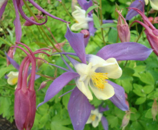 โคลัมบายน์ (Columbine - Mrs Scott Elliott) คละ / 450 เม็ด (UK)