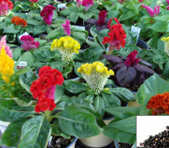 หงอนไก่ (cockscomb) คละสี / 200 เม็ด (Hungary)