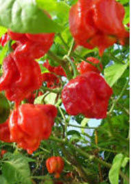 พริกโครตเผ็ด อันดับ 1 Carolina Reaper / 50 เม็ด+ (China)