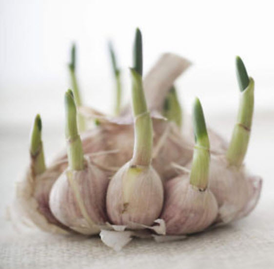 กระเทียม หัวใหญ่ / 100 เม็ด