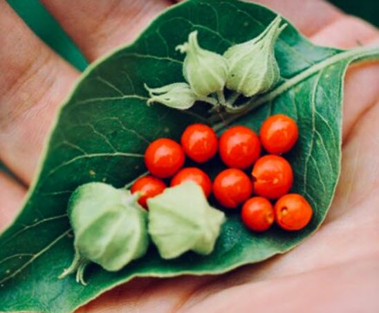 โสมอินเดีย (Indian Ginseng) / 50 เม็ด (India) *