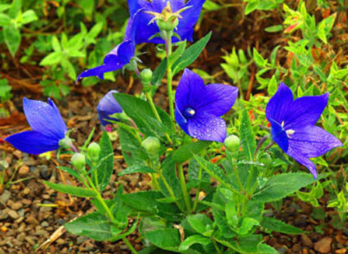 บอลลูน - แอสตร้า บลู (Balloon Flower - Astra Blue) / 250 เม็ด (UK)