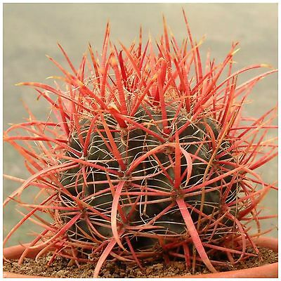 เฟอโรแคคตัส โคโลราตัส (Ferocactus Coloratus) / 5 เม็ด (Italy)