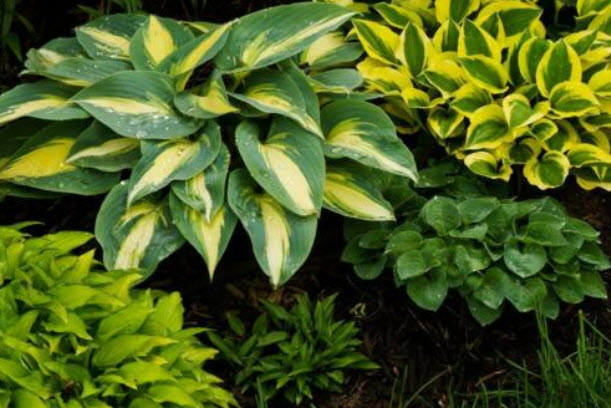 ฮอสต้า (Hosta) คละแบบ / 12 เม็ด (UK)