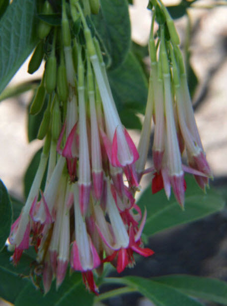ฟิวเซีย โบลิเวียนา สีขาว (Fuchsia boliviana Alba) / 25 เม็ด (USA)