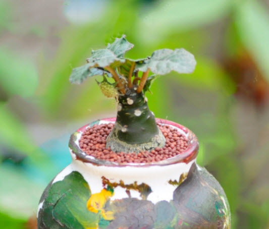 มะพร้าวทะเลทราย (Dorstenia Crispa) / 25 เม็ด (Vietnam)