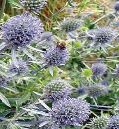 ซี ฮอลลี่ (Sea Holly) / 500 เม็ด (UK)