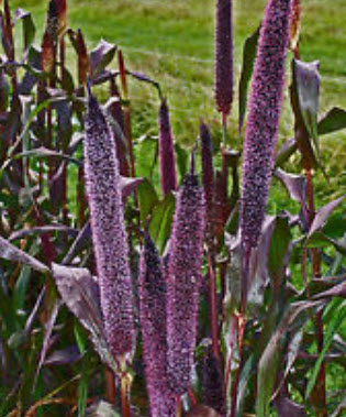 หญ้าหางหมาสีม่วง (Purple Majesty Millet) / 25 เม็ด