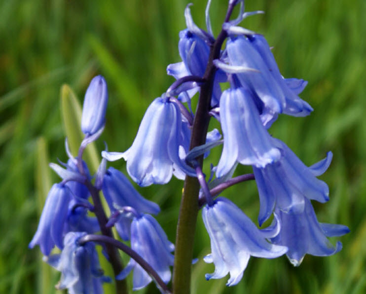 บลูเบลล์ (Bluebell) สีน้ำเงิน / 200 เม็ด (UK)