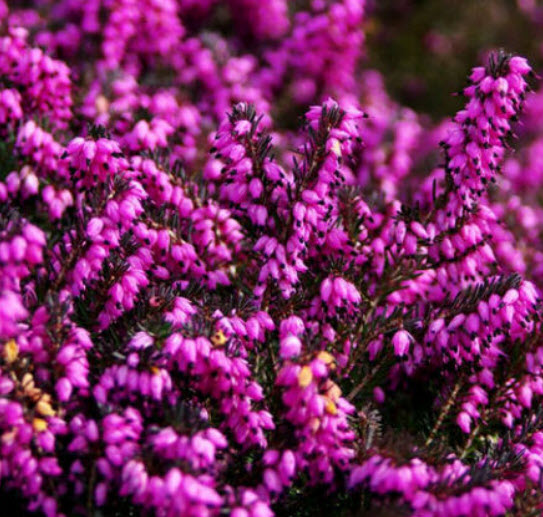 คัลลูน่า หรือเฮเธอร์ (Calluna vulgaris / Heather) คละสี / 500 เม็ด (Spain)